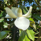 Southern Large Magnolia