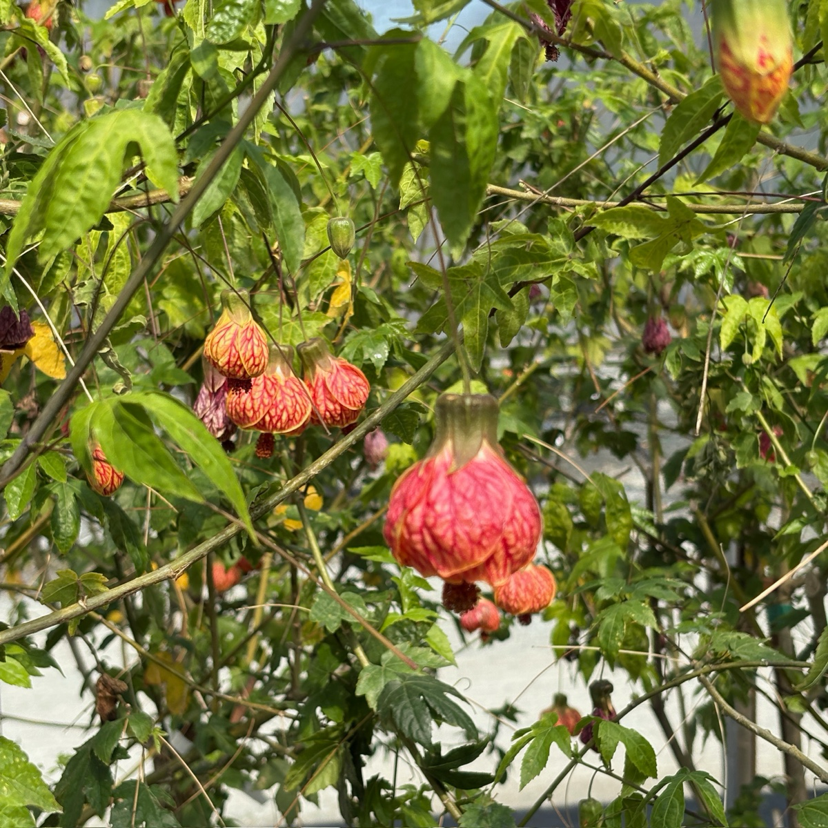 Red Vein Indian Mallow
