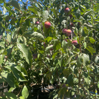 Flavor King Pluot