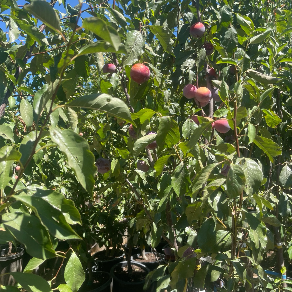 Flavor King Pluot