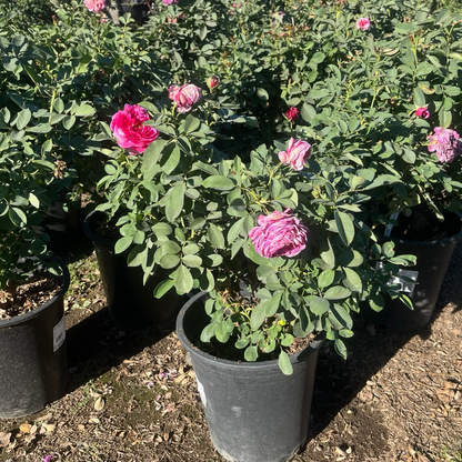 Floribunda Rose-Elegant Queen