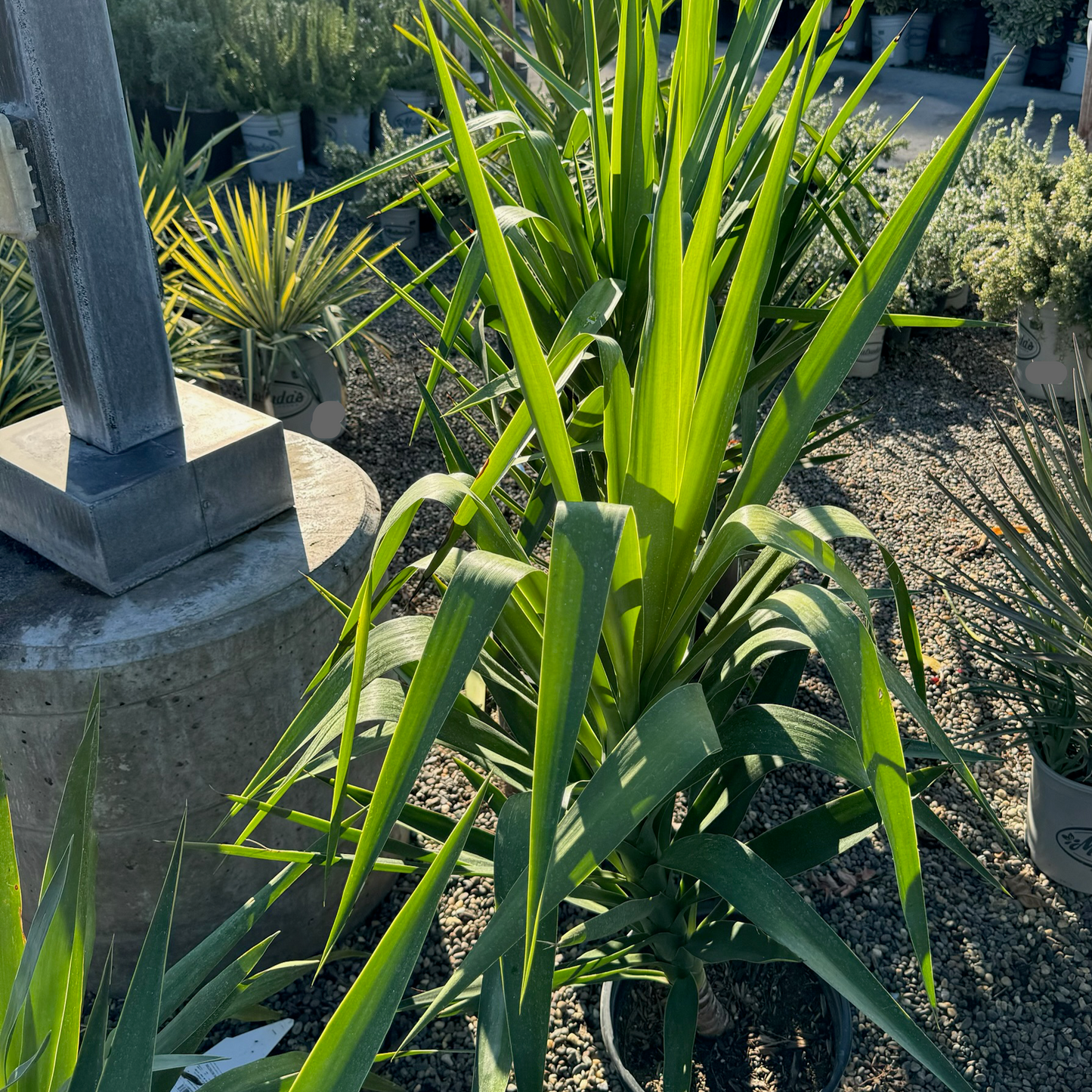 Yucca Tree - Elephant Leg Yucca