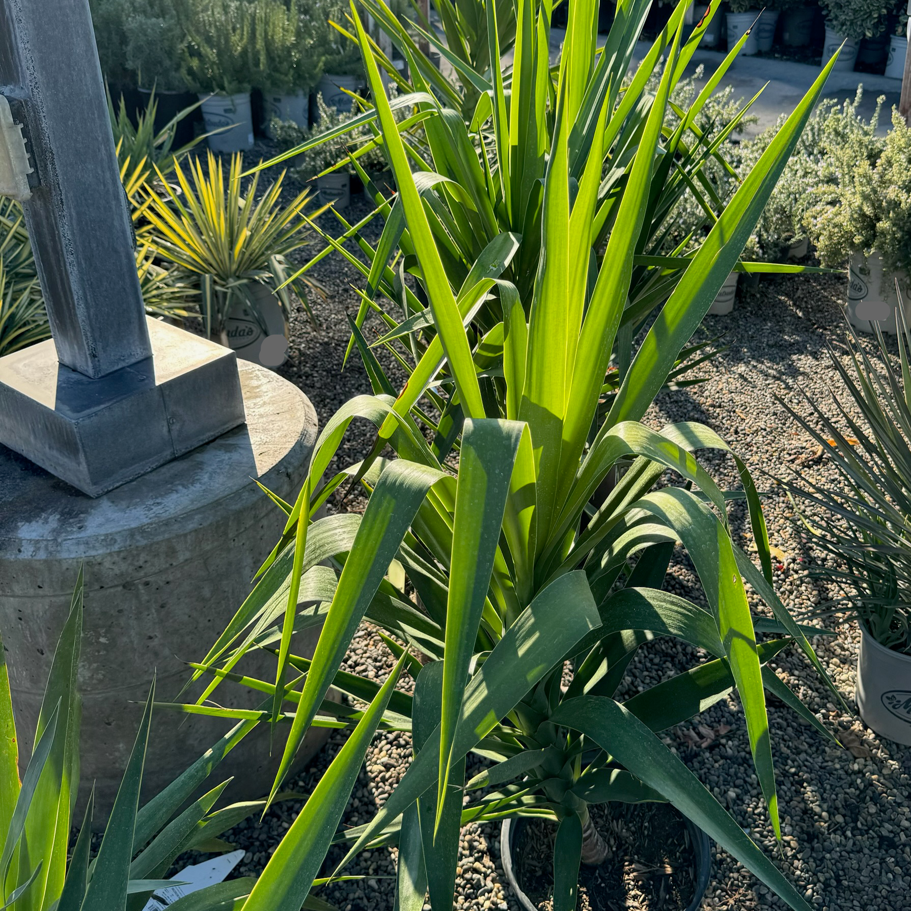 Spineless Giant Yucca
