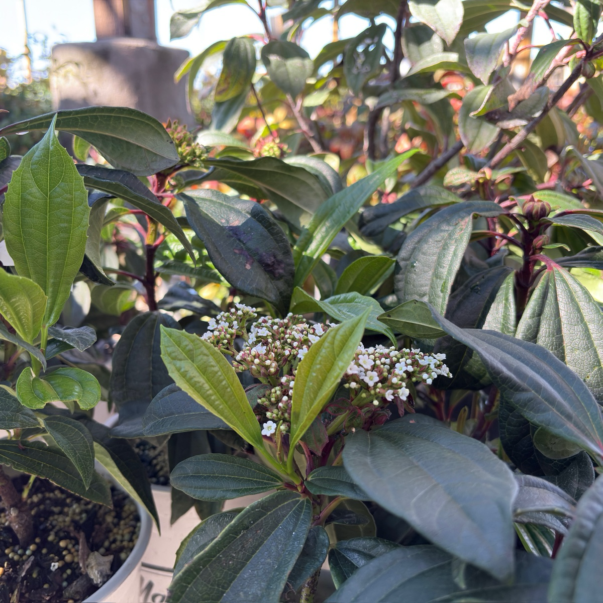 Davidii Viburnum 