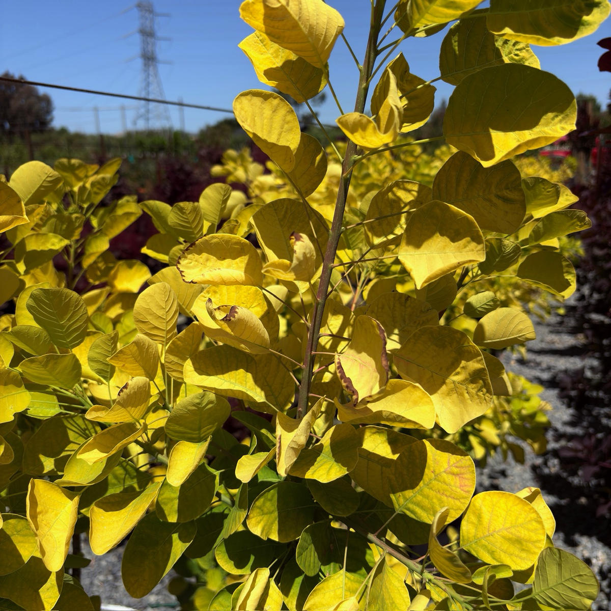 Golden Spirit Smoke Bush