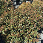 Clara white Indian Hawthorn