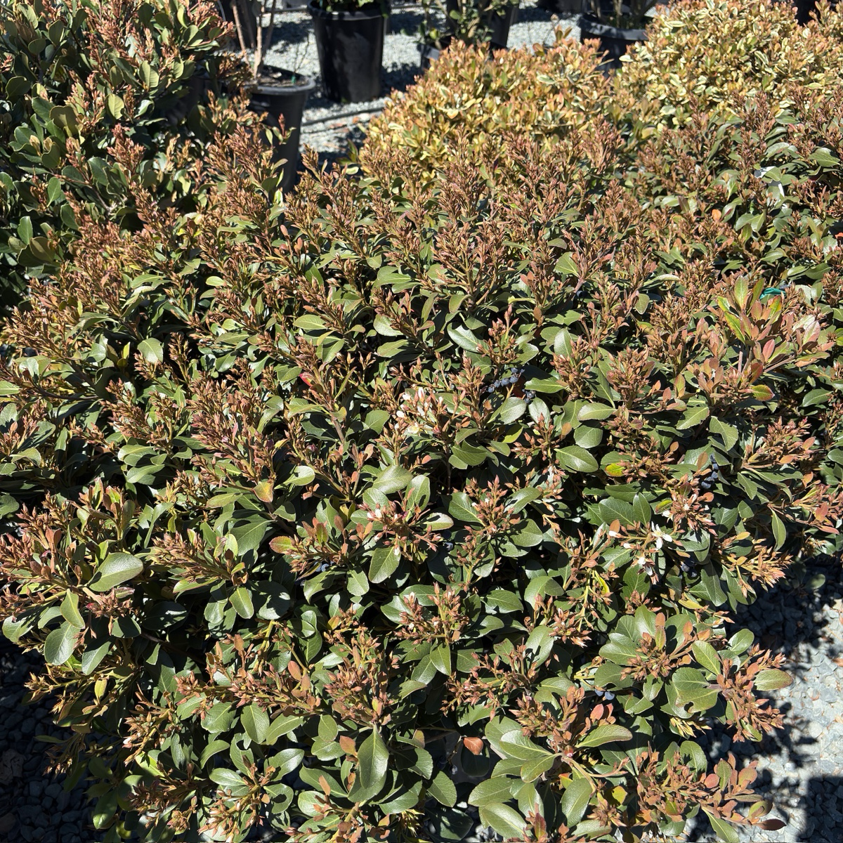Clara white Indian Hawthorn