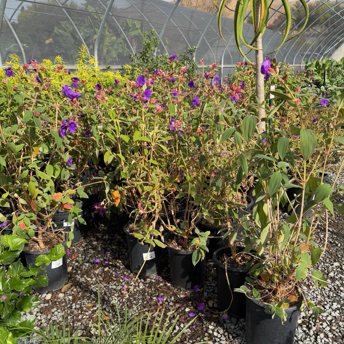 蒂杜花