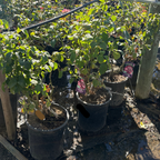 茶香月季-芭芭拉·史翠珊