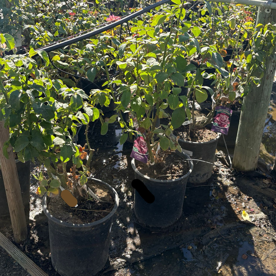 茶香月季-芭芭拉·史翠珊