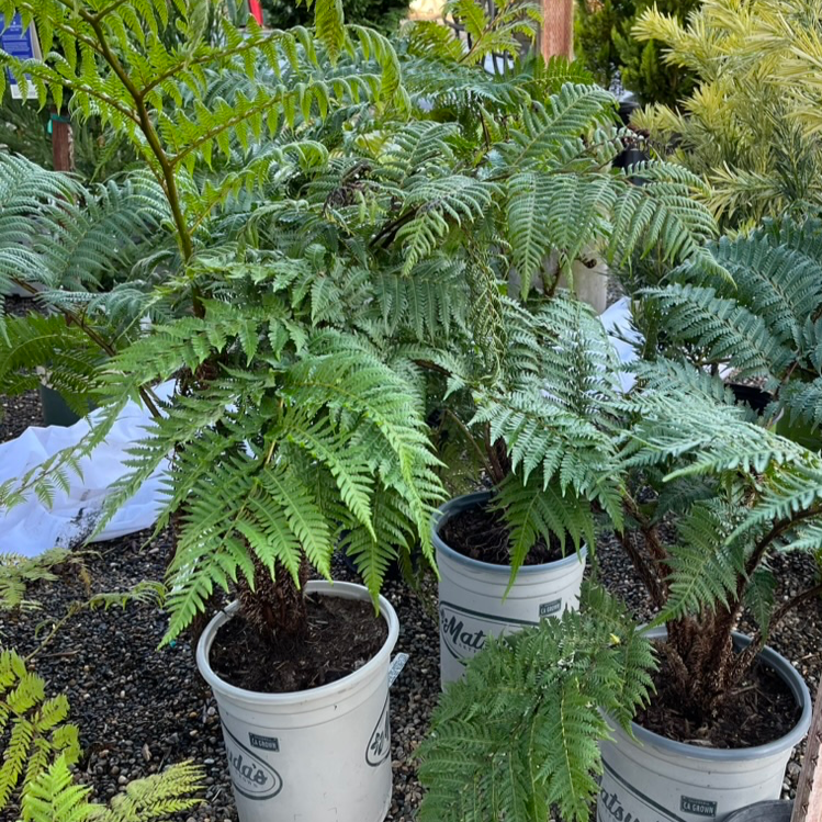Australian Tree Fern