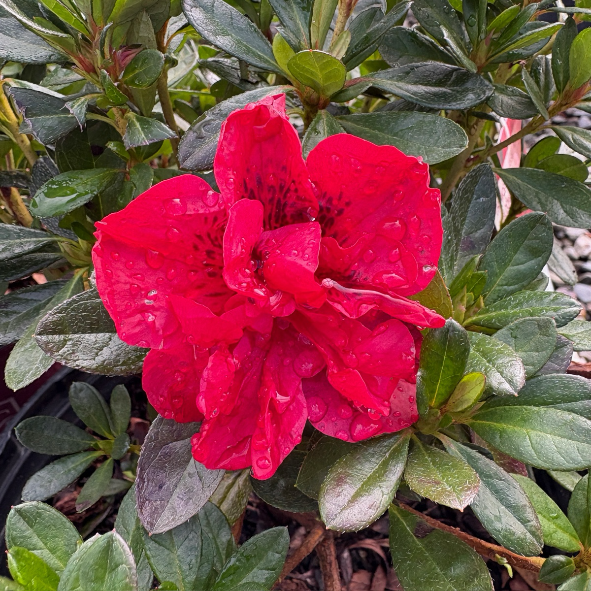 Autumn fire Encore® Azalea