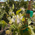 西番莲花-蓝色地平线