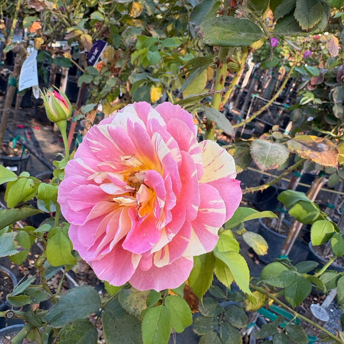 壮花月季-波普艺术