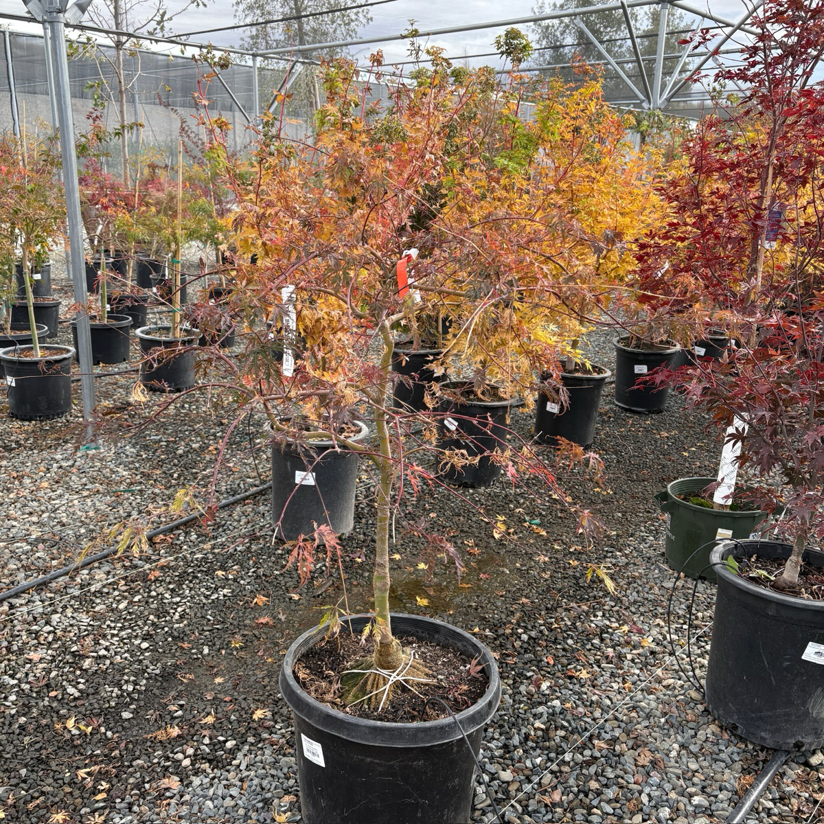 Tamukeyama Lace Japanese Maple