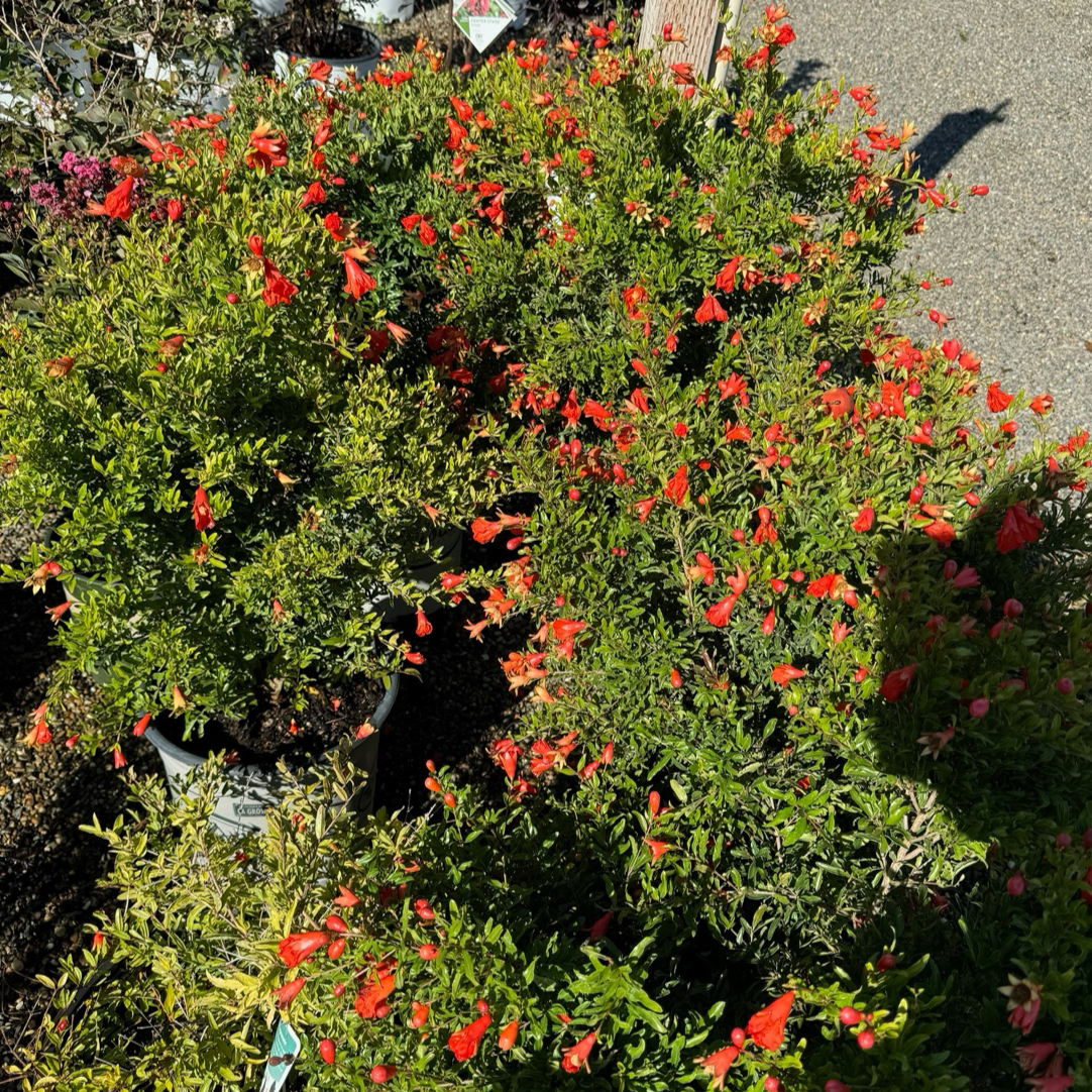 Nana Pomegranate