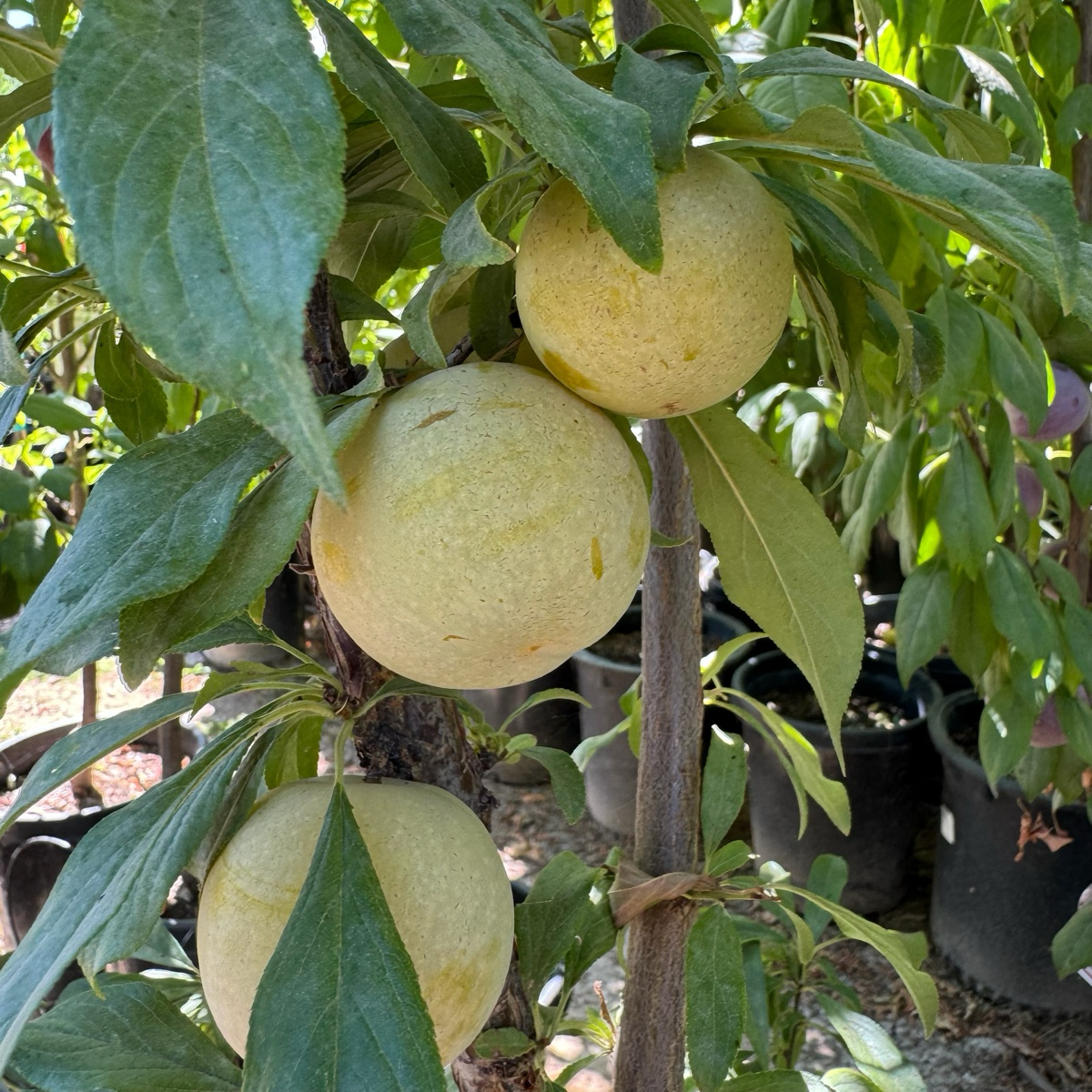 Emerald Beaut Japanese Plum