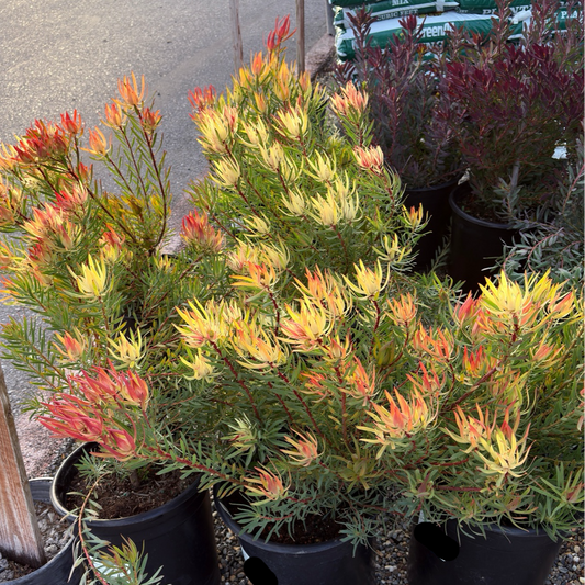 Summer Red Cone Bush