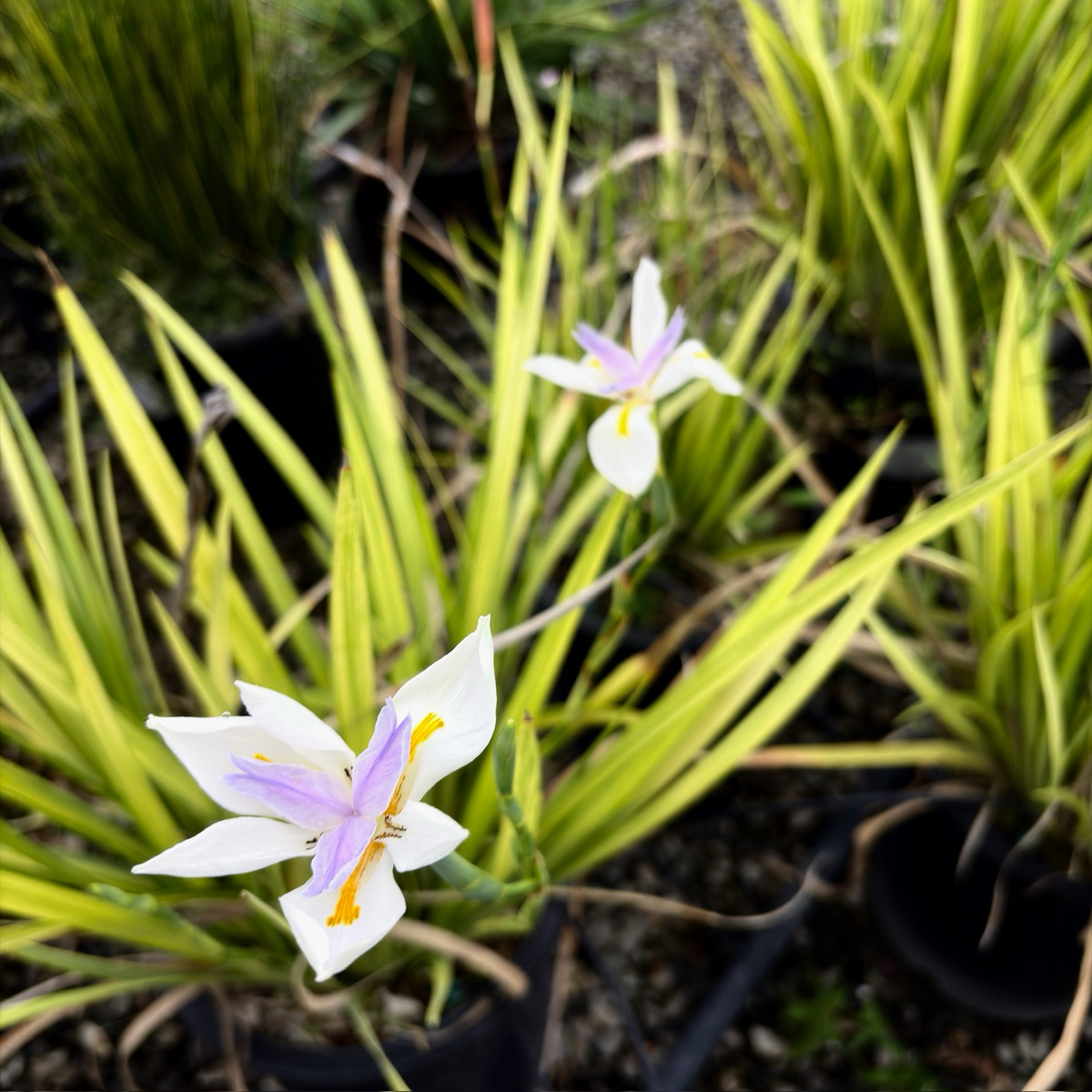 非洲鸢尾-日光条纹