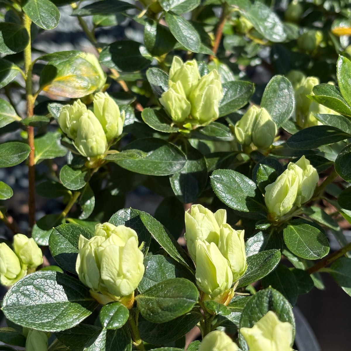 Green Glow Azalea
