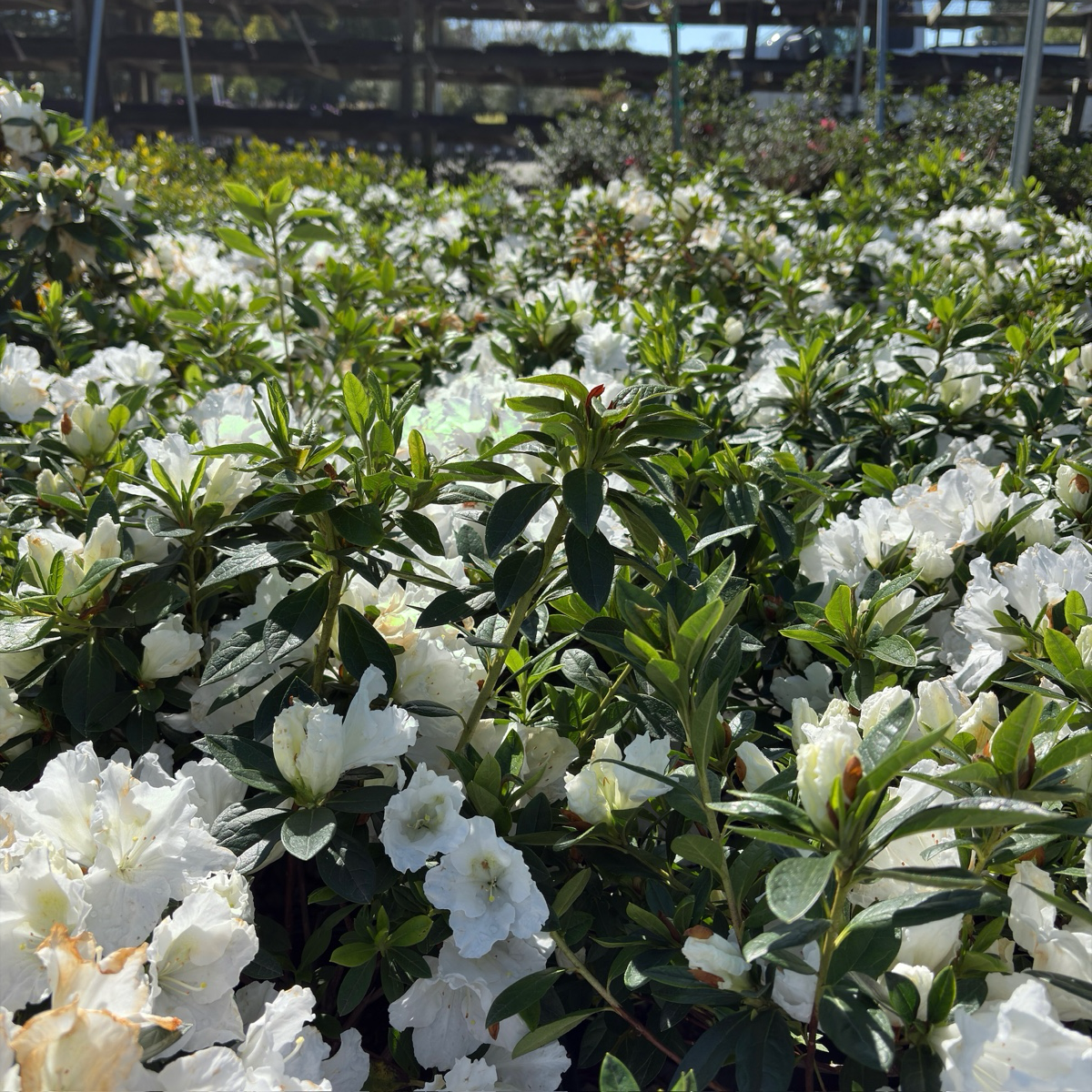 Azalea Alaska (White)