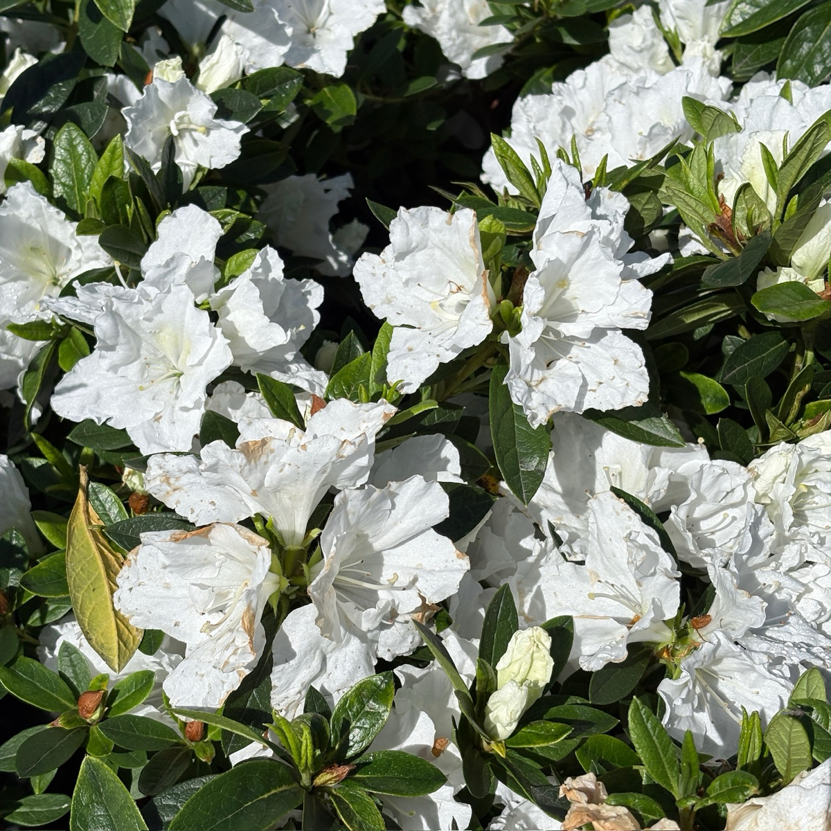 Azalea Alaska (White)
