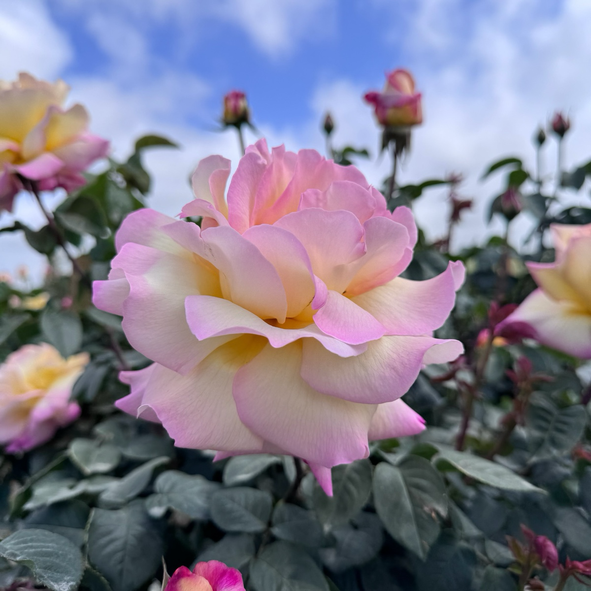 Peace Rose
