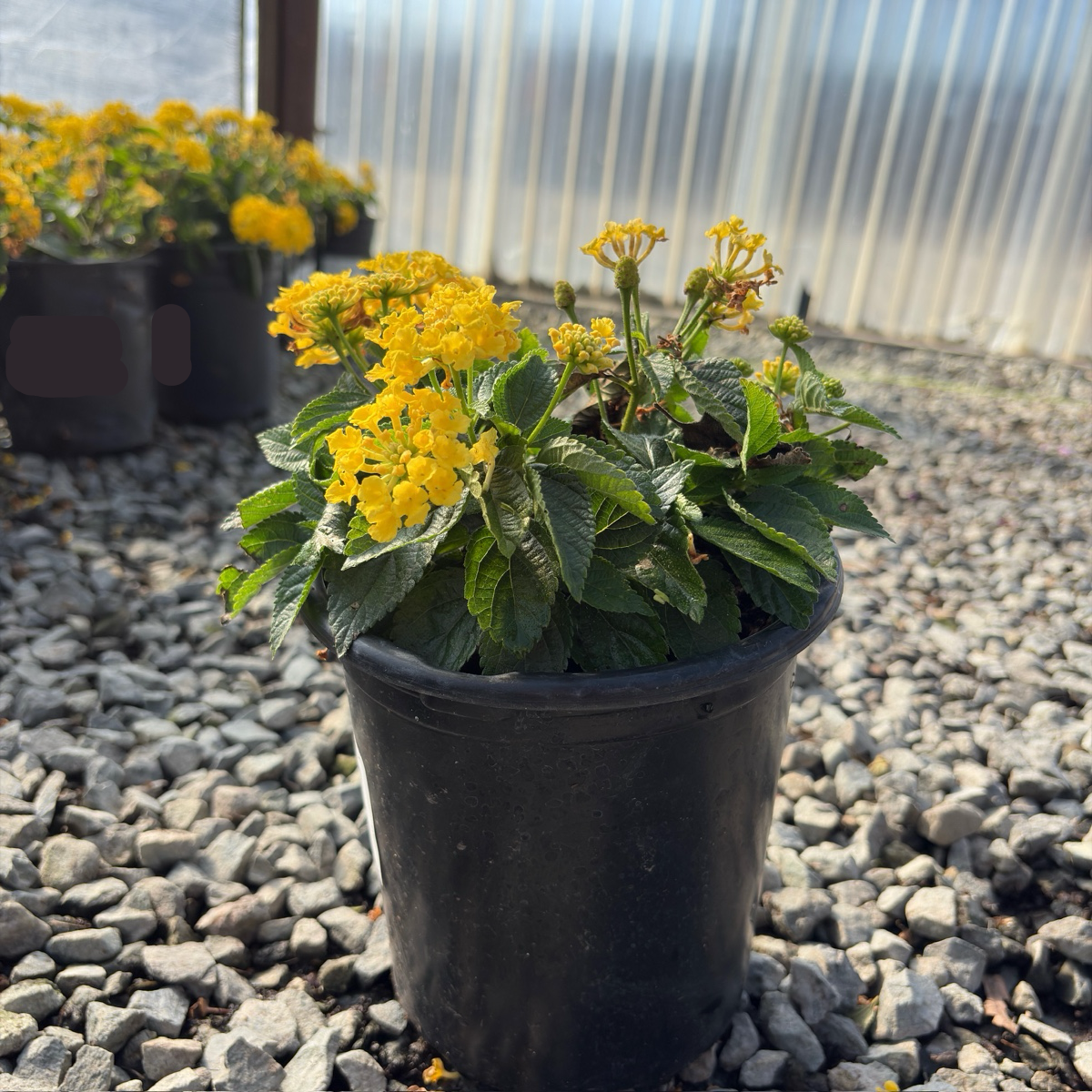 黄班德娜五色梅