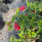 Dallas Red Bush Lantana