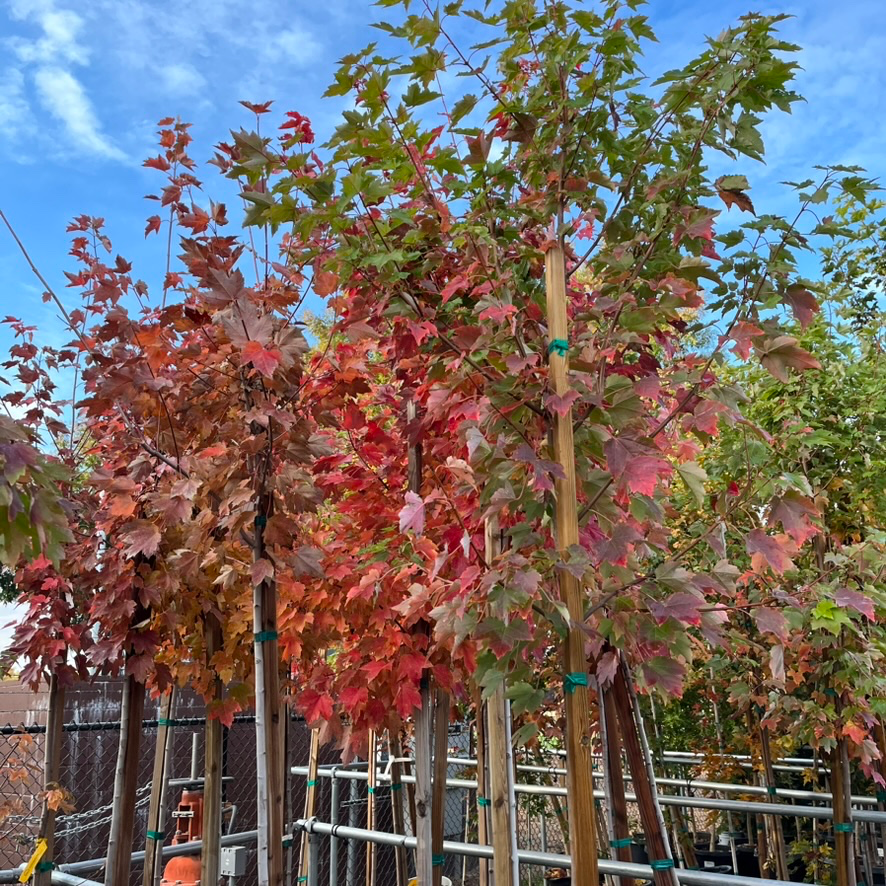 October Glory Red Maple