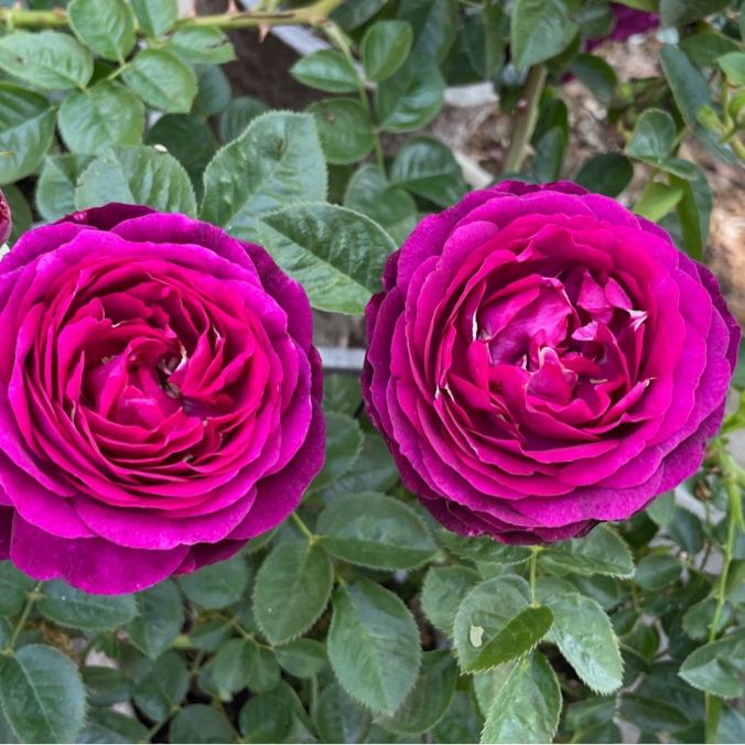 Twilight Zone Rose