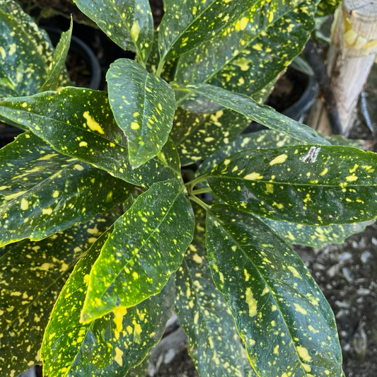 Gold coral-gold powder laurel