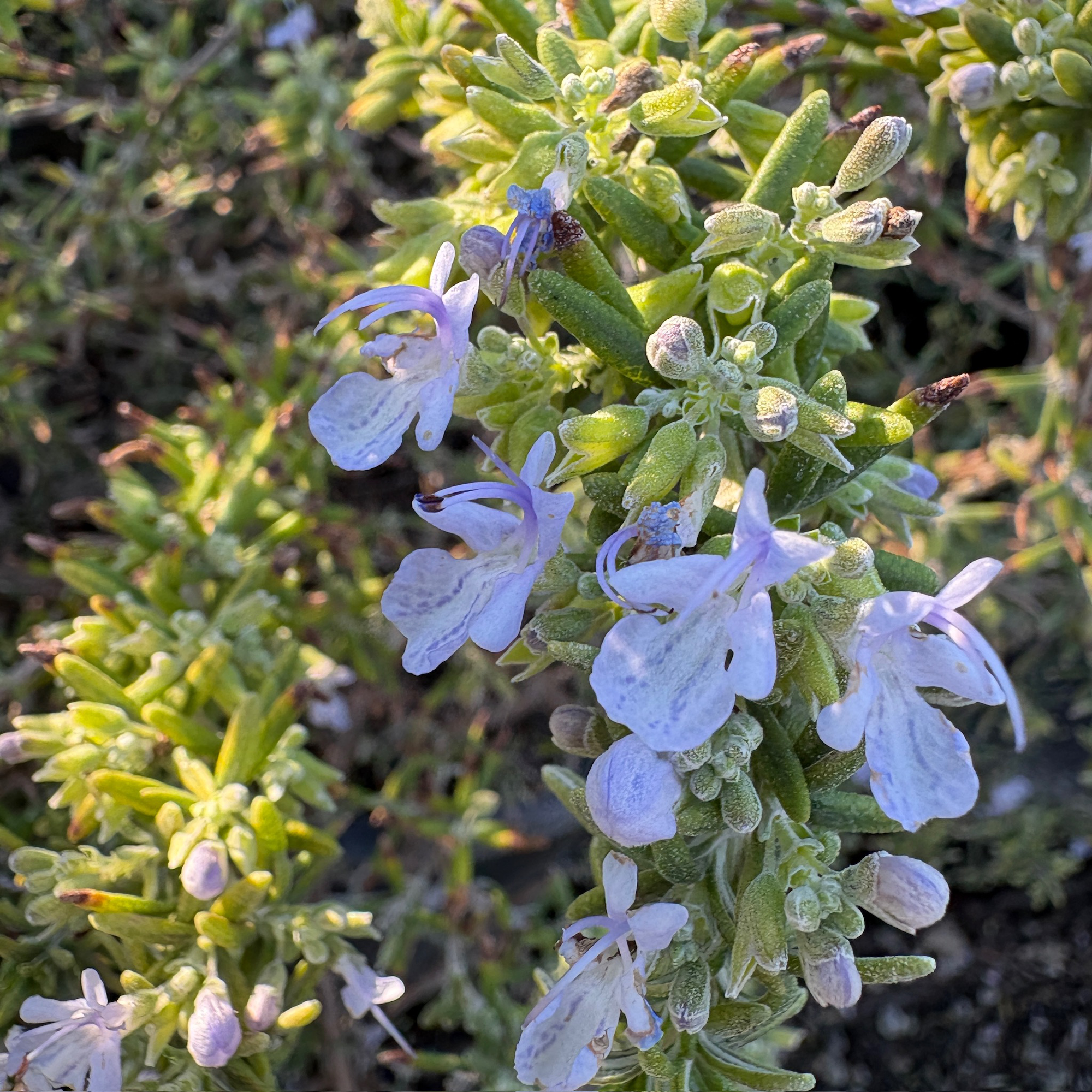 Prostrate Rosemary