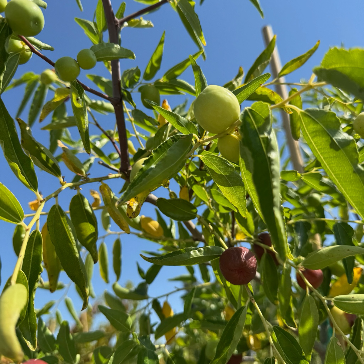蜜罐枣