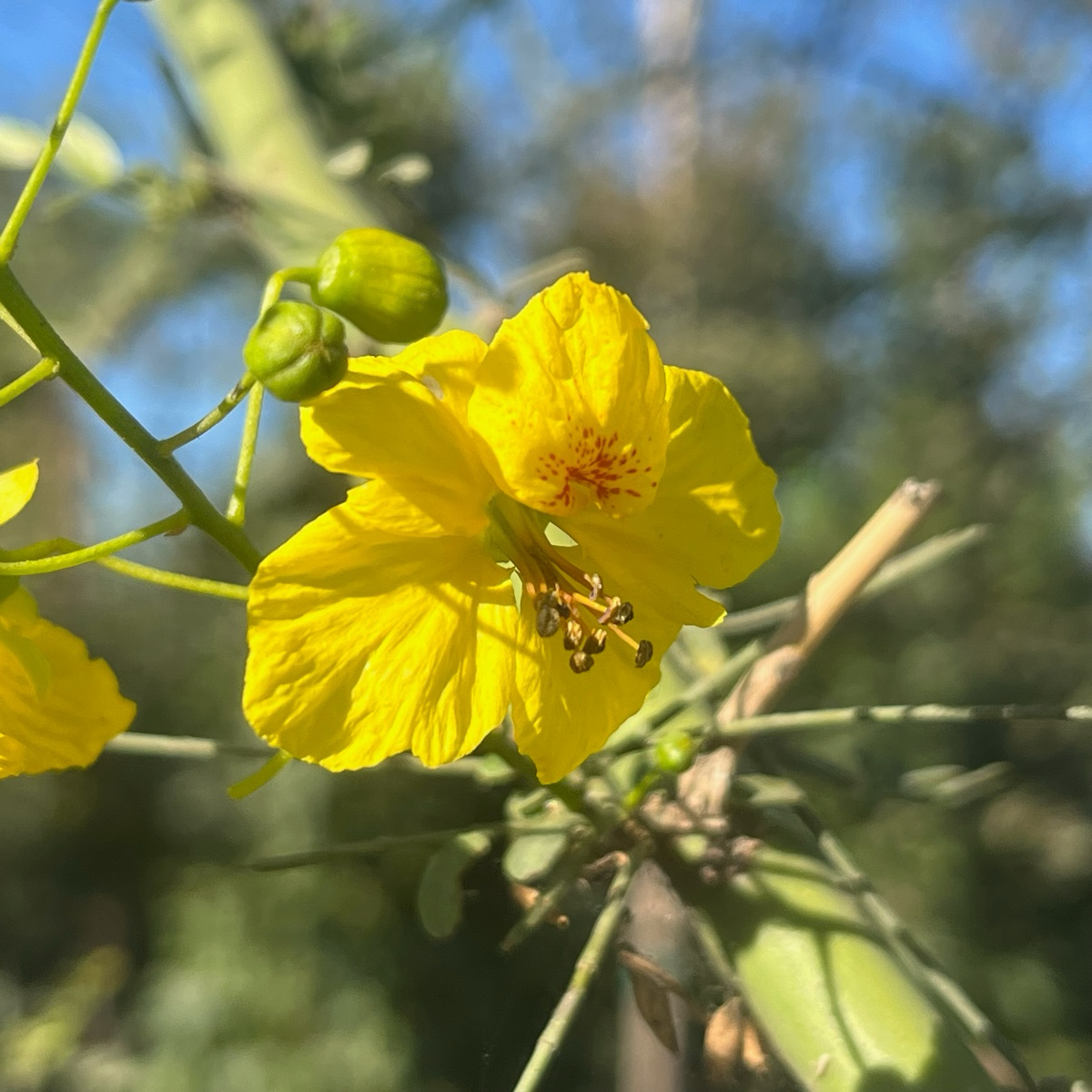Palo Verde ‘Desert Museum’