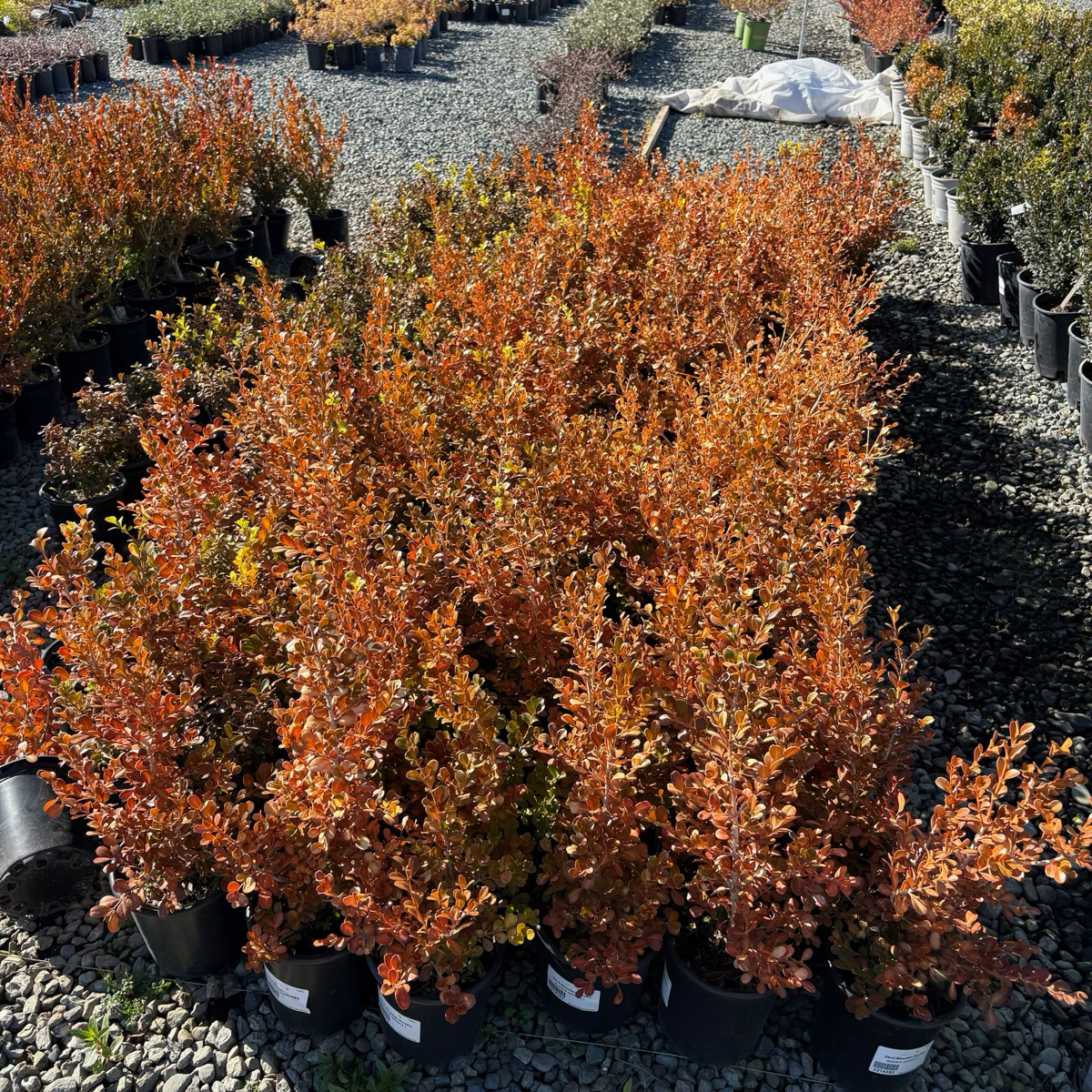 Japanese Boxwood