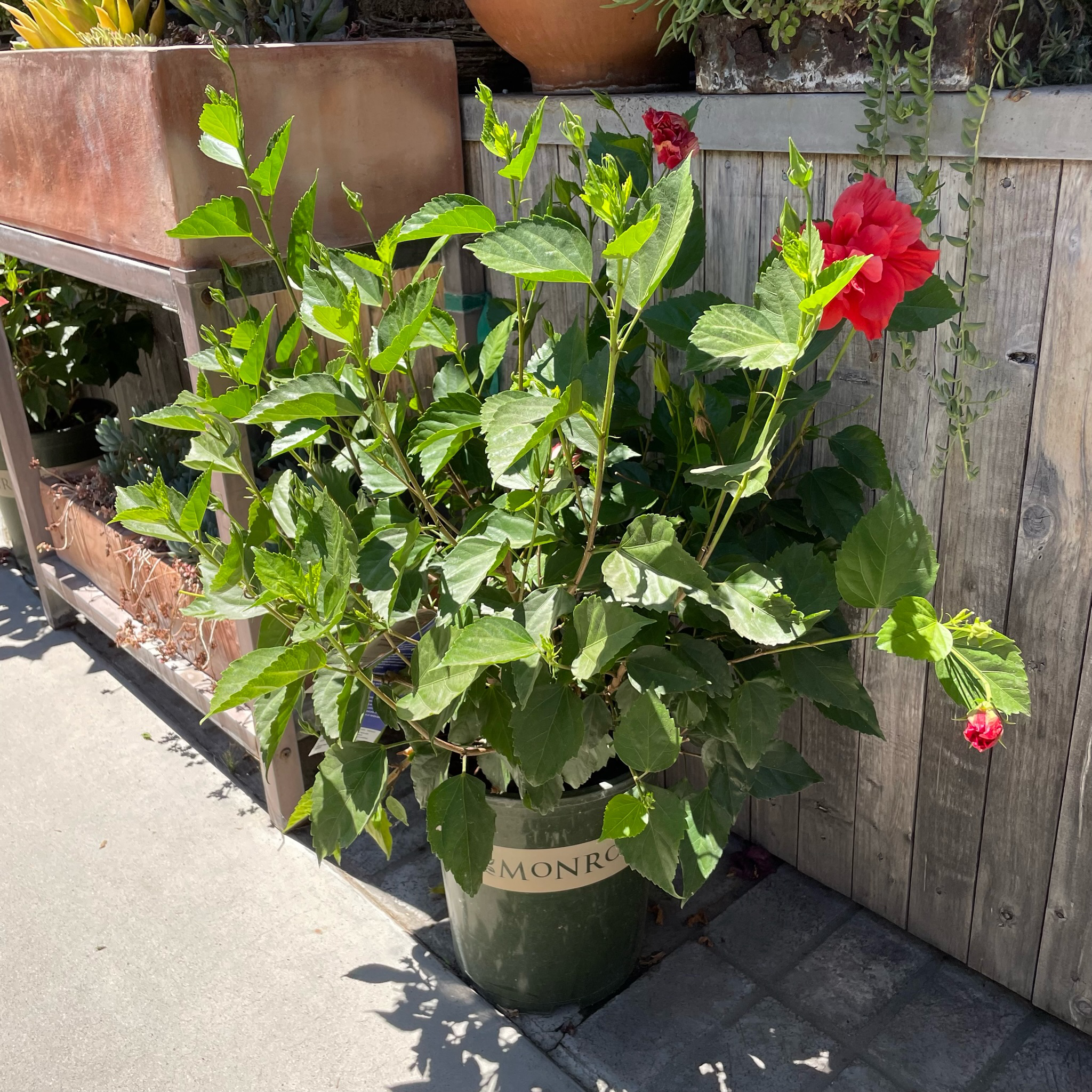 Mongon Tropical  Hibiscus  Red Dragon®️