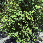 Japanese  Katsura Tree