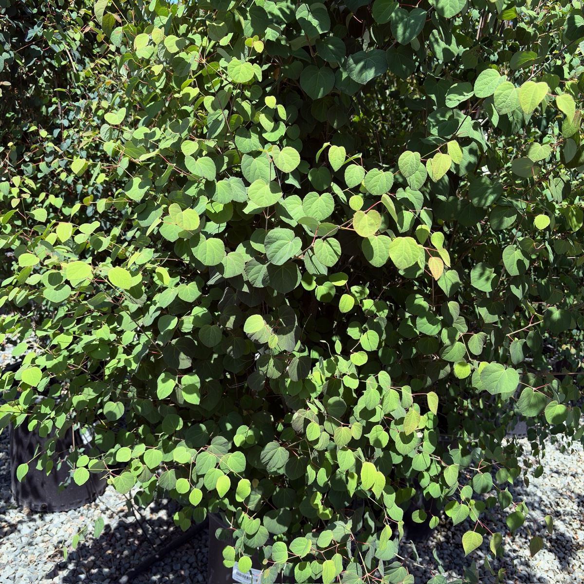 Japanese  Katsura Tree
