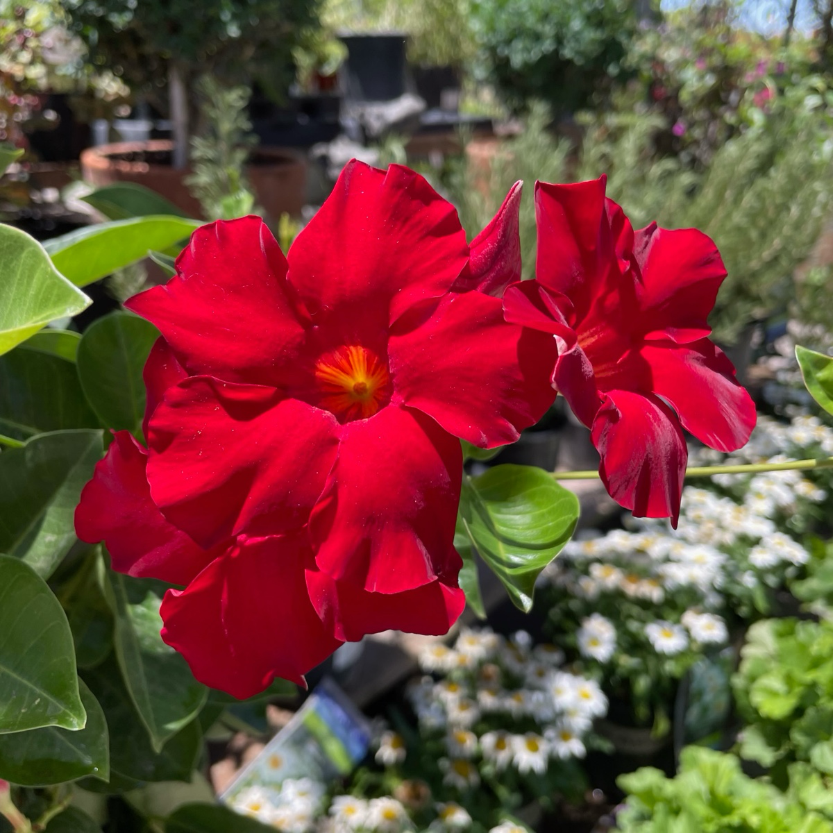 Velvet Red Mandevilla  【Tropical Breeze ™ 】