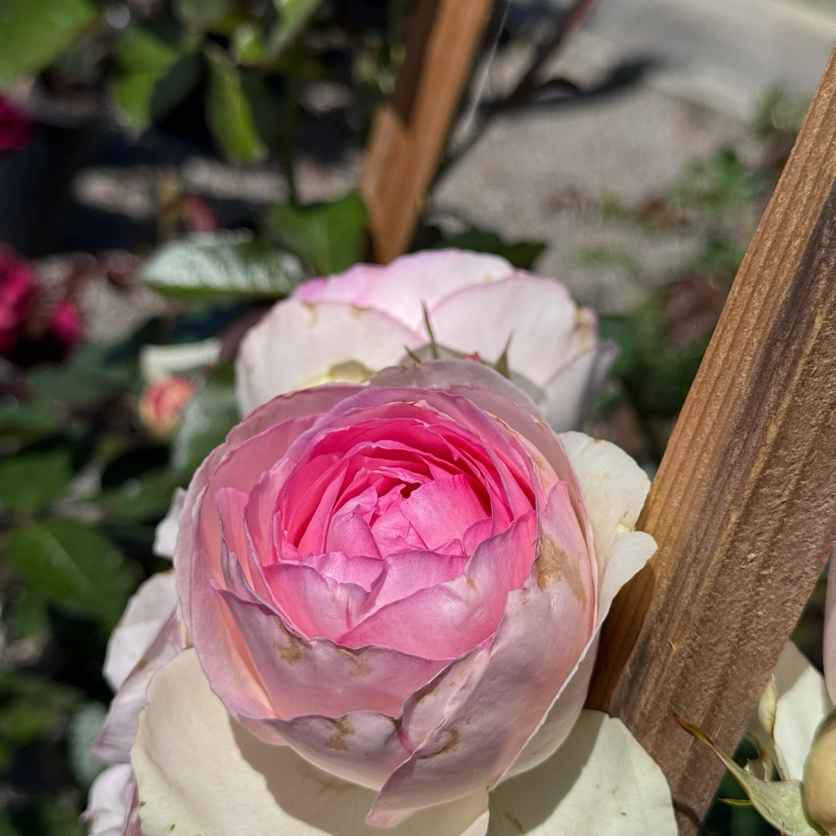 Meiviolin Climbing Rose