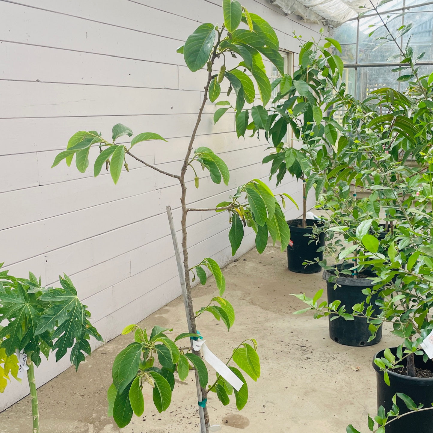 Sugar Apple Tree - Red Sugar Apple