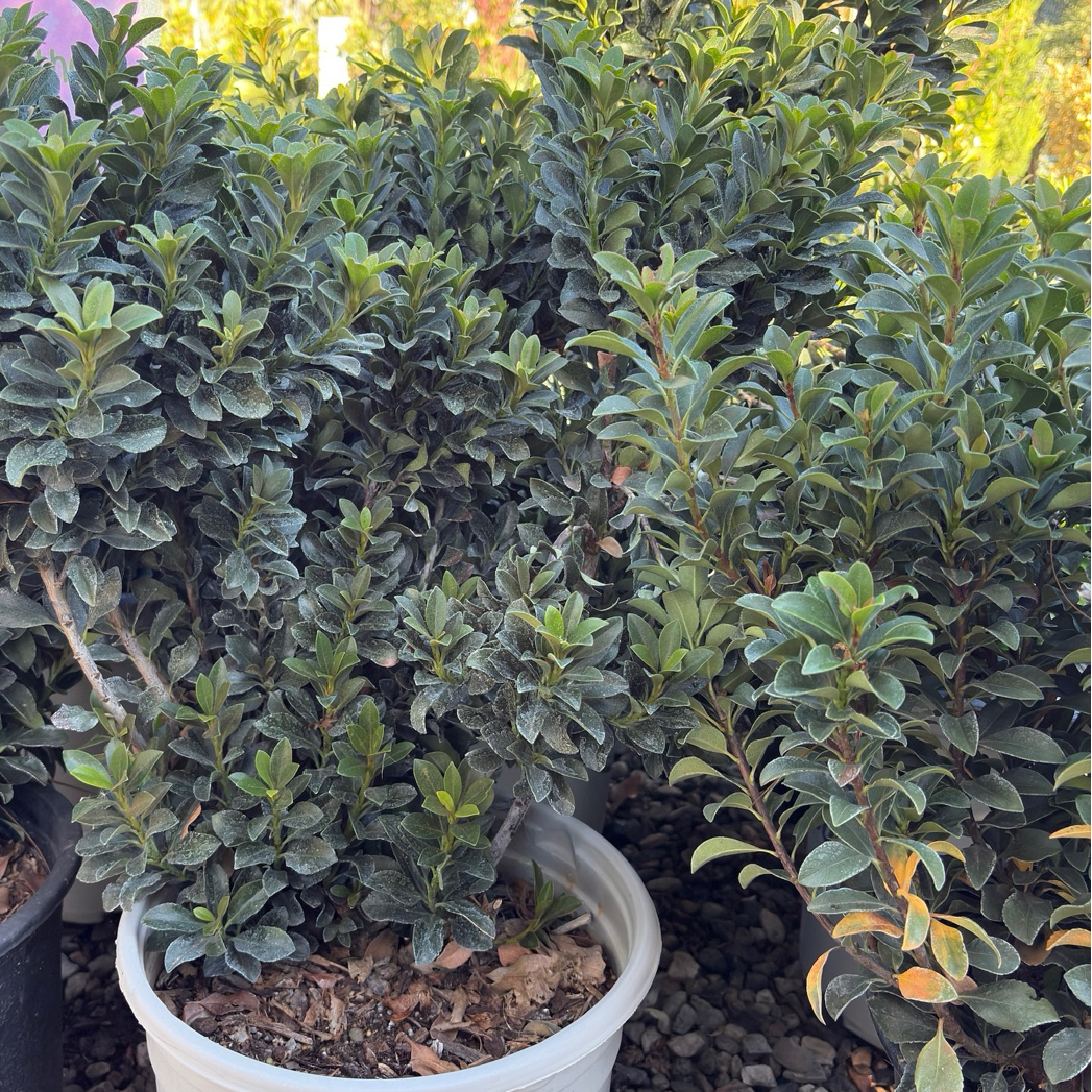 Pink Lady Indian Hawthorn