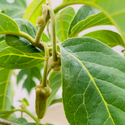 Sugar Apple Tree - Red Sugar Apple