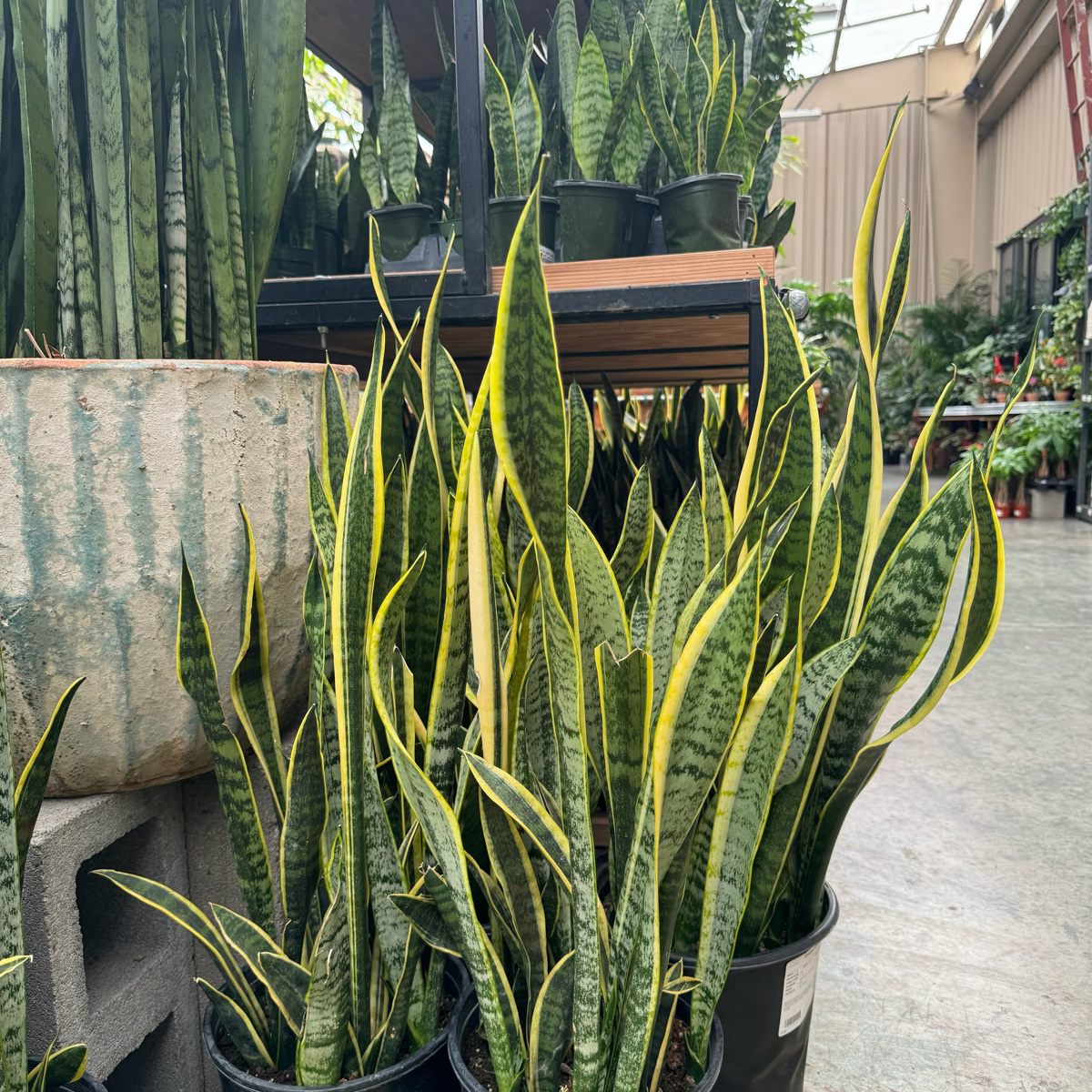Striped Snake Plant