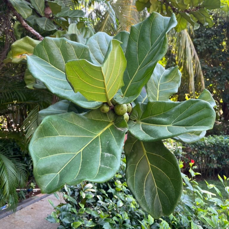 Ficus ‘lyrata’