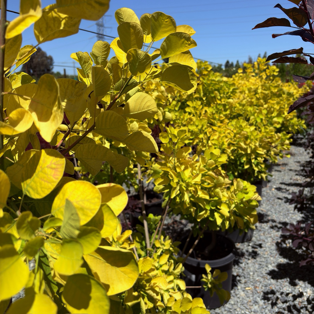 Golden Spirit Smoke Bush