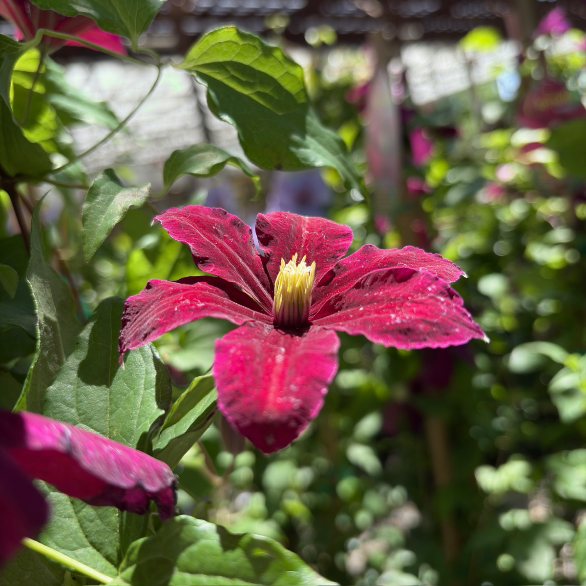 Nionbe Clematis