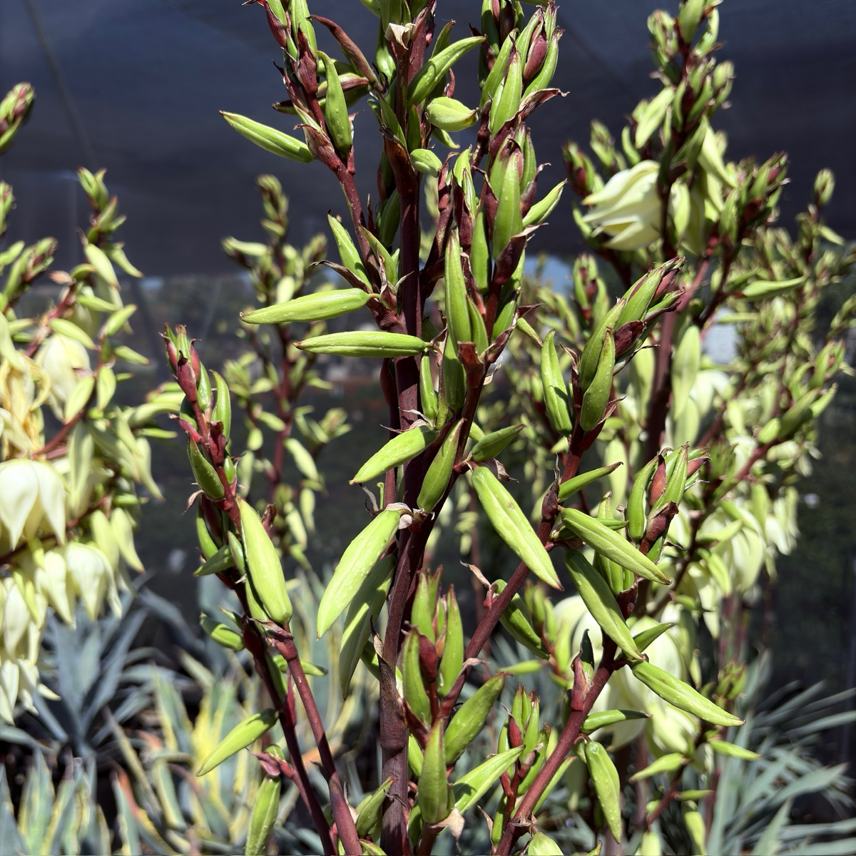 Silver Anniversary Yucca