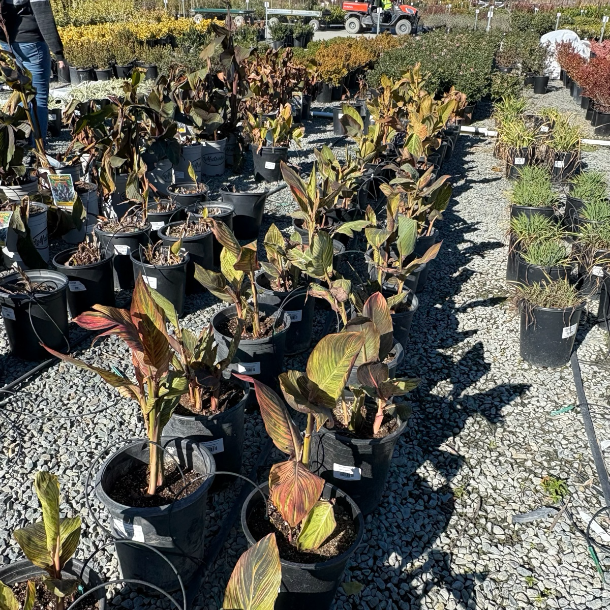 Tropicanna® Canna